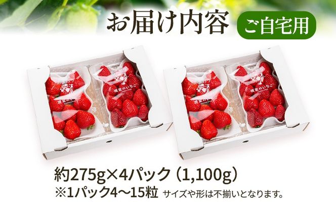 あまおう 約1,100g（約275g×4パック）（先行受付／2025年1月以降順次発送予定）いちご 大粒 不揃い 苺 イチゴ 福岡高級 フルーツ 土産 福岡県