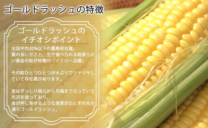 【2026年夏発送】とうもろこし ゴールドラッシュ 10本 北海道 富良野産 とうきび コーン