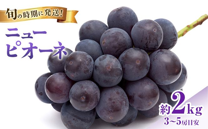 【2026年先行受付】 ぶどう ニューピオーネ 秀品 約2kg(3～5房) 岡山県産 ぶどう 葡萄 ブドウ ギフト 御礼 プレゼント 御礼 御祝 御供 果物 くだもの フルーツ