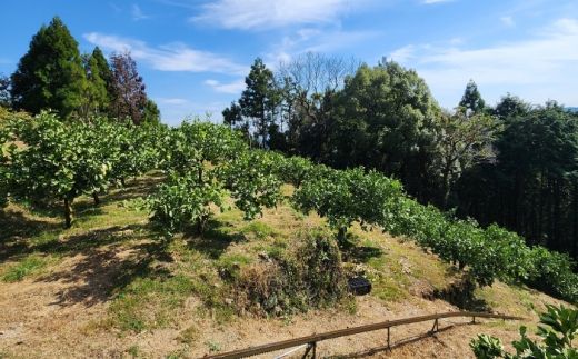 【先行予約】石元農園の土佐文旦 家庭用 約3キロ〈2027年2月～発送〉/ 期間限定 土佐文旦 文旦 3kg ブンタン ぶんたん 果物 柑橘 フルーツ 高知県産 家庭用 おいしい 【石元農園】 [BQBH006]