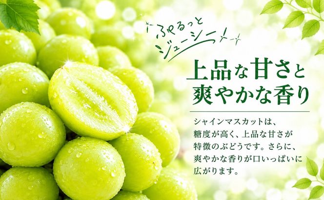 【2027年先行予約】　シャインマスカット500g以上（1房）　FB036