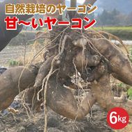 【期間限定】自然栽培の甘～いヤーコン 6kg 京都 亀岡産 かたもとオーガニックファームよりお届け《野菜 産地直送 国産 健康 食品 ダイエット 芋》 ※離島への配送不可