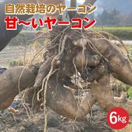 【期間限定】自然栽培の甘～いヤーコン 6kg 京都 亀岡産 かたもとオーガニックファームよりお届け《野菜 産地直送 国産 健康 食品 ダイエット 芋》 ※2024年11月上旬～2025年1月下旬頃に順次発送予定 ※離島への配送不可