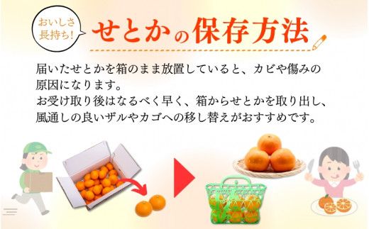  とろける食感！ジューシー 柑橘 せとか 3kg【予約】 / 果物 フルーツ 和歌山 有田 みかん ※2027年2月下旬頃〜3月中旬頃発送(お届け日指定不可) ※離島への配送不可 【uot506A】