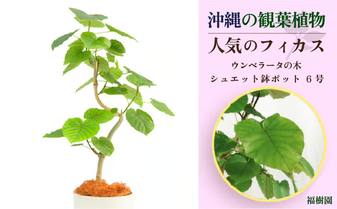 沖縄の観葉植物 人気のフィカス ウンベラータ6号 シュエット鉢ポット