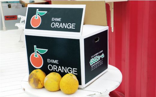 数量限定 先行予約 訳あり 河内晩柑 樹齢 20年以上 9kg （ Lサイズ 以上 ） 9000円 みかん mikan 蜜柑 ミカン わけあり かわちばんかん 愛南ゴールド あいなん ゴールド 文旦 派生 和製 グレープフルーツ 家庭用 産地直送 国産 農家直送 期間限定 特産品 ゼリー ジュース 人気 限定 甘い フルーツ 果物 柑橘 蜜柑 規格外 くらもとファーム 愛南町 愛媛県