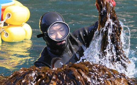 【糸島の乾物】 海藻 いとしま 昆布が旨い おとなのふりかけ 2袋 糸島市 / 山下商店【いとしまごころ】[ANA036] 海藻昆布 海藻ふりかけ 海藻ご飯のお供 海藻お茶漬け 海藻おにぎり 海藻お試し 海藻プレゼント 海藻お土産 海藻九州 海藻玄界灘