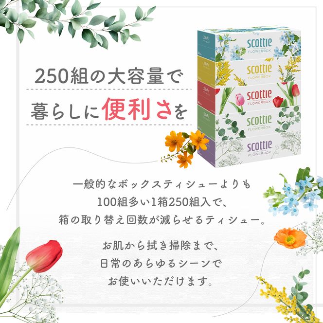 定期便 ティッシュ スコッティ フラワーボックス 3箱 × 1 パック《 6ヶ月ごと計 2回 》ティッシュセット