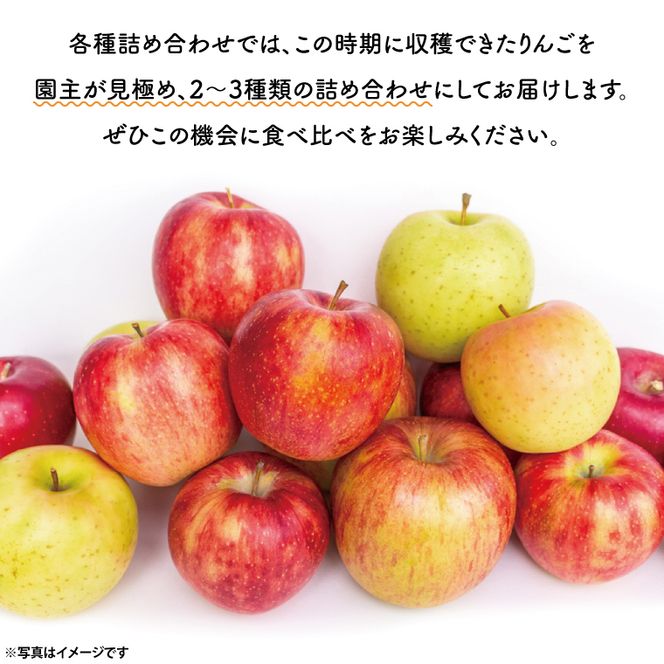 【先行予約・数量限定】三村観光りんご園の奥久慈りんご（各種詰め合わせ）約5kg【10月中旬頃順次発送予定】｜茨城県 大子町 林檎 旬 果物 フルーツ 果実 果汁 ギフト 贈答（BX002-1）
