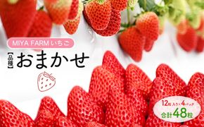【先行予約】MIYAFARM いちご（品種：おまかせ）12粒入り×4パック 合計 48粒 ※北海道・沖縄・離島への配送不可 ※2027年1月中旬～5月下旬頃に順次発送予定