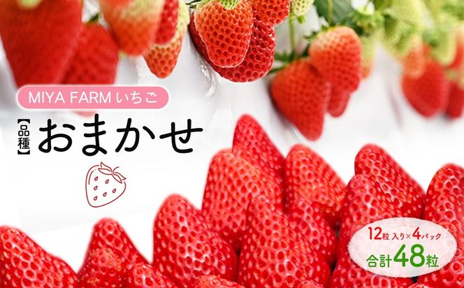 【先行予約】MIYAFARM いちご（品種：おまかせ）12粒入り×4パック 合計 48粒 ※北海道・沖縄・離島への配送不可 ※2027年1月中旬～5月下旬頃に順次発送予定