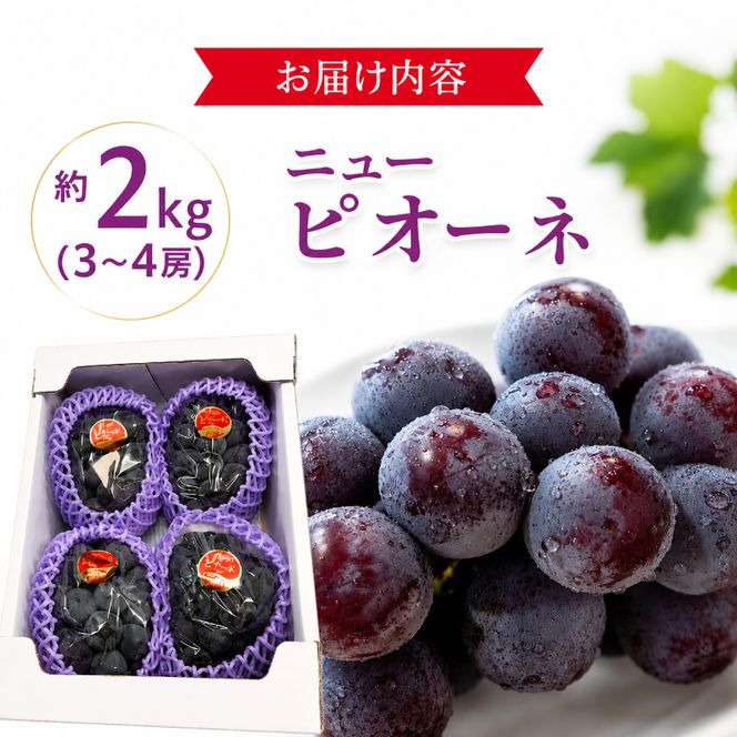 ぶどう ニューピオーネ 約2kg 3～4房 高梁市産 2026年 先行予約 贈答用 化粧箱 大粒 葡萄 ブドウ うめづぶどう園