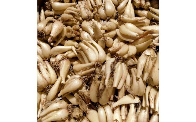 【鳥取県産】毎日の食卓に 洗いらっきょう 3kg 313726_BW026