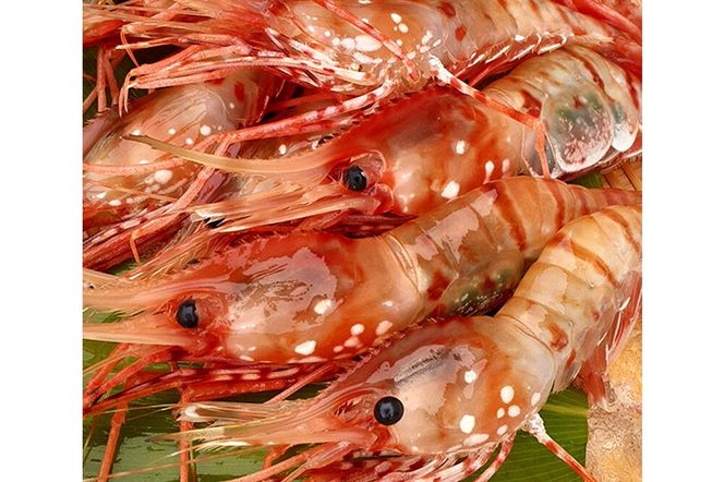 産地直送 ボタンエビ 約1kg！ ぷりっぷりでとろける甘さ お刺身や海鮮丼に 秋田県 男鹿市 萬漁水産 [産地直送]|23_mgs-031001