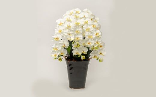 光触媒胡蝶蘭「翠(みどり)」白黄 E-278