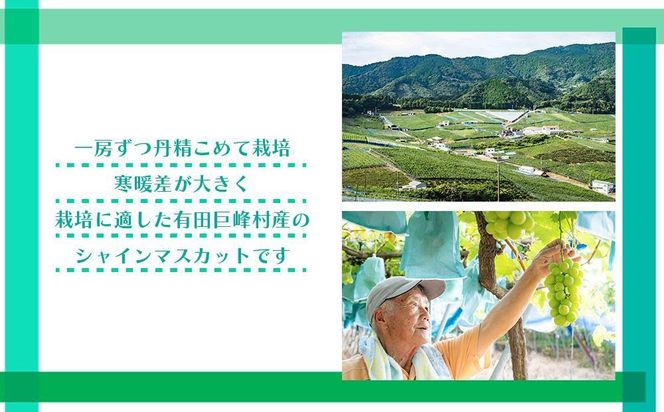 シャインマスカット 約1kg  (2房～3房) 有田巨峰村 【朝採 新鮮】 ■2025年発送■※8月中旬頃から9月下旬頃まで順次発送予定 BZ116