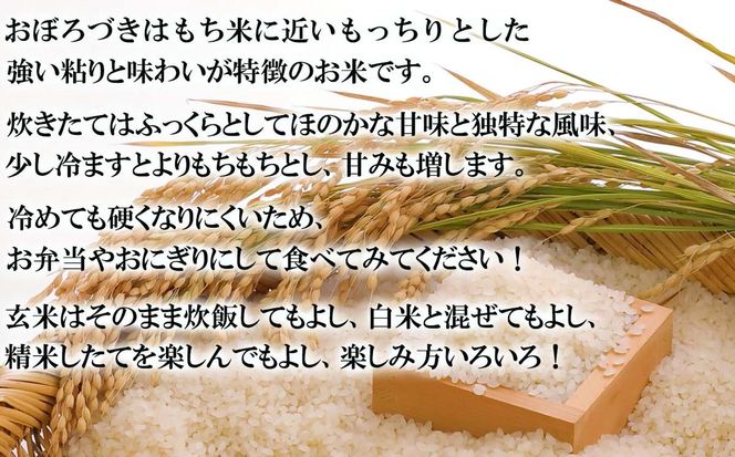 令和7年度産 北海道米 おぼろづき 玄米 5kg 北海道 新ひだか町