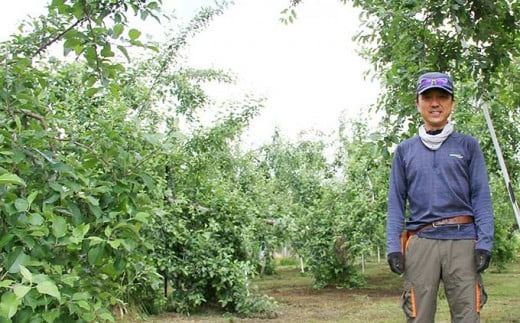 シナノゴールド 約5kg 12～18玉 ［小布施屋］ りんご 林檎 リンゴ 果物 フルーツ 令和7年産【2025年10月下旬～11月下旬発送】 ［A-10］