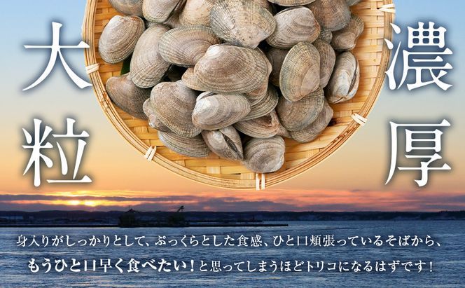 北海道 厚岸産 砂出し済み 活殻付き あさり 800g  新鮮 美味しい アサリ 貝 海鮮 北海道産 魚介 冷蔵 