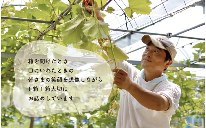 【2026年先行予約】シャインマスカット＆ニューピオーネ 3-5房/計2.0kg~ (岡山県産) ぶどう セット 食べ比べ 【KF-B070-03】