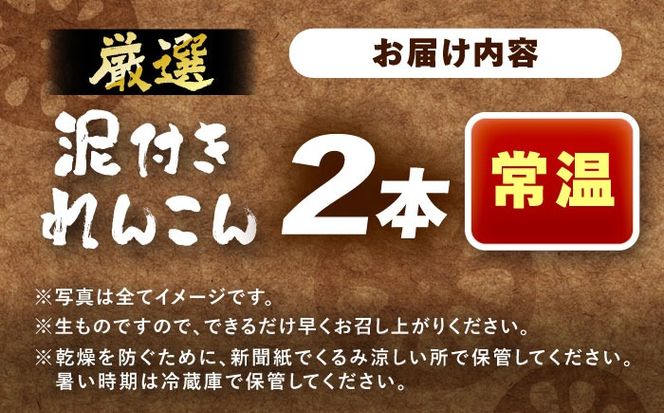 厳選 泥付きれんこん 2本 手掘り1本物 （常温） 野菜 レンコン 愛西市 / JAあいち海部れんこんセンター 【配送不可地域：北海道・沖縄・離島】[AEDK005]