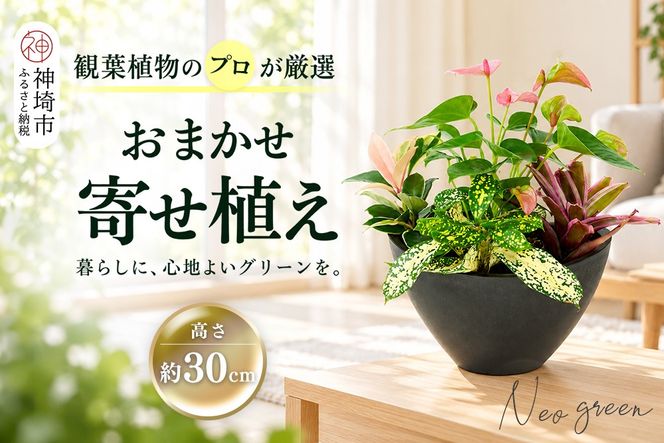 オリジナルアレンジ観葉植物　Sサイズ【寄せ植え インテリア リビング 室内 グリーン 植物 癒し リフレッシュ】 (H086109)