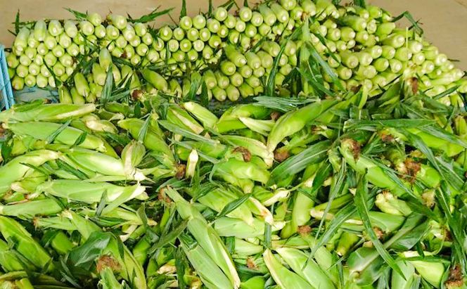 【2026年7月～発送】北海道 富良野産 朝穫り 白い とうもろこし 10本入り (吉中農園) とうもろこし とうきび コーン 野菜 新鮮 甘い ジューシー 贈り物 ギフト 道産 直送 ふらの