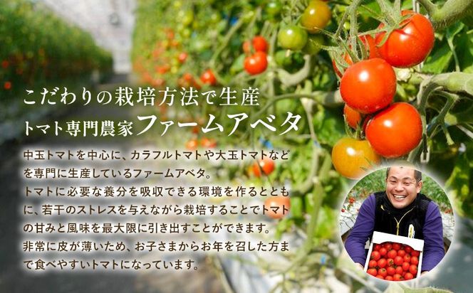 中玉フルーツトマト ゼッピン娘 選べる内容量 1.8kg ×1箱 1.8kg ×2箱 計3.6kg カラフルトマトMIX 《10月中旬～5月末頃出荷》希少な品種 華おとめ 甘い 野菜 結城市産 ゼッピン娘 華おとめ 中玉品種 皮が薄い 薄皮 サラダ 前菜 食材 料理---yuki_fab_5_1800g---