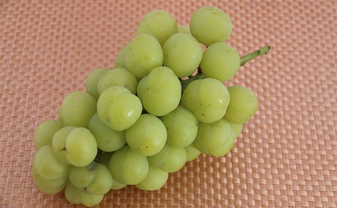 【2026年先行予約】 ぶどう 岡山県産 たたらみねらる シャインマスカット & 瀬戸ジャイアンツ 食べ比べセット 各1房(1房約650g) 《2026年9月中旬-10月中旬頃出荷》 ブドウ フルーツ 果物 数量限定