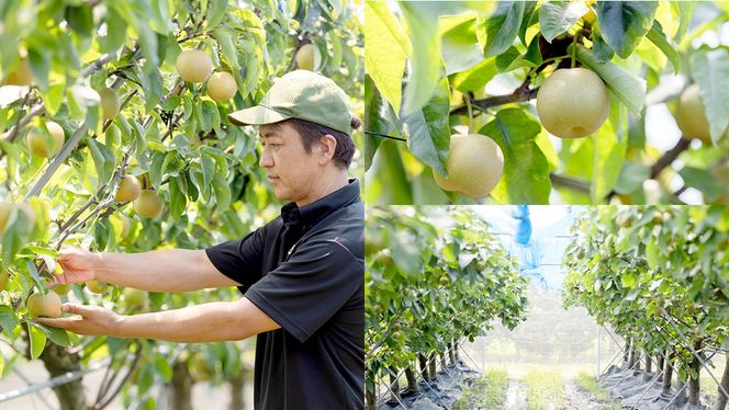 にっこり梨 3kg 【10月発送開始】 梨 ナシ なし 果物 フルーツ 秋 茨城県 デザート 果実 [CZ01-NT]