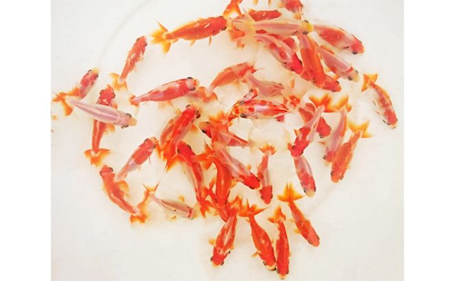 希少種！長物4種5匹セット 生き物 