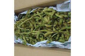 令和8年産 加東市産 丹波種 枝付き 黒枝豆 2kg 【お届け：2026年10月中旬～10月末】[ 野菜 えだまめ 枝豆 ビール おつまみ 数量限定 ] 