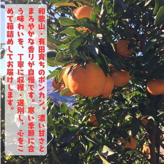 極甘 柑橘 特撰 濃厚 ポンカン 1.5kg+200g(傷み補償分)