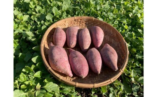 さつまいも4kg ｜ サツマイモ 紅はるか かんしょ 美浜町産 知多半島産 愛知県産 国産 期間限定　※北海道・沖縄・離島への配送不可