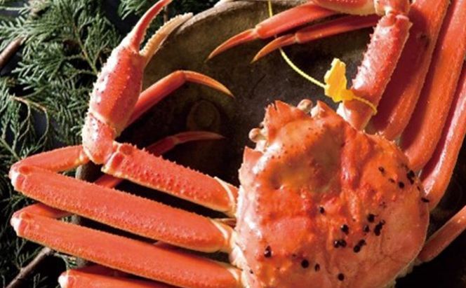 茹で 越前かに 600g 1尾 セイコガニ 3尾 セット 詰め合わせ カニ 蟹 かに 茹でカニ 越前ガニ 越前蟹 せいこ蟹 カニセット 魚介 魚介類 海鮮 海鮮セット 福井 福井県 若狭町