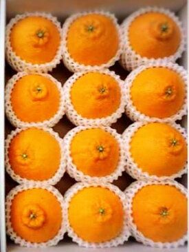 【2027年先行予約】有田の不知火(しらぬひ)　【化粧箱】 12玉（2Lサイズ）まごころ手選別_ZE6102n