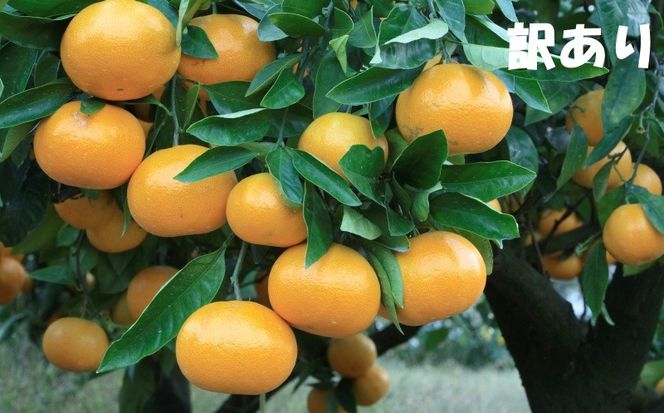 みかん 訳あり 2S-2Lサイズおまかせ 石本農園の早生温州みかん 約4.5kg【11月下旬から12月末頃までに順次発送】 / みかん ミカン 蜜柑 早生温州 早生 訳あり　おまかせ【mis014B】