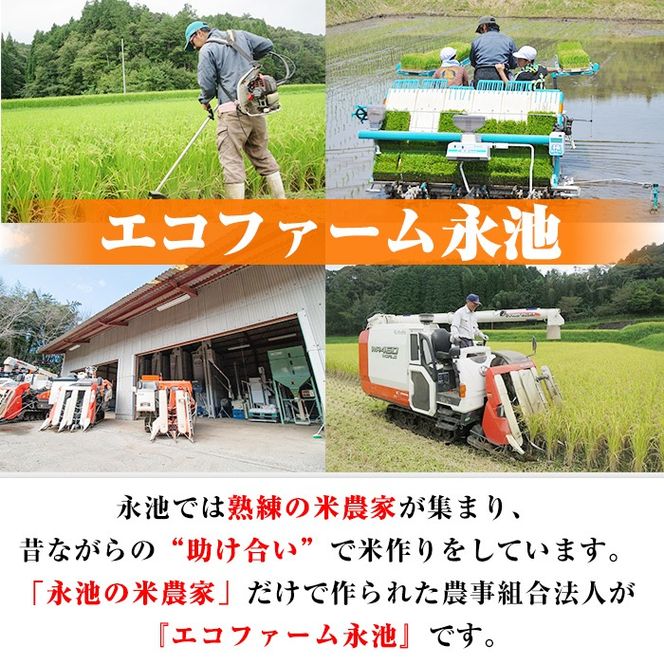 isa199 ＜先行予約受付中！2026年10月中旬から順次発送＞令和8年産 特別栽培米 永池ひのひかり玄米(10kg) 鹿児島 永池 お米 新米 米 玄米 伊佐米 九州米サミット 食味コンテスト 最優秀賞受賞 ヒノヒカリ 【エコファーム永池】