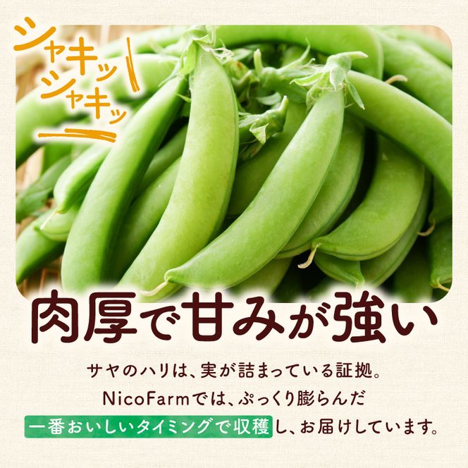 【先行予約：2026年6月上旬頃より発送】甘くてシャキシャキ！ おやつ感覚で食べられる スナップエンドウ 500g えんどう豆 夏野菜 おつまみ お弁当 旬の野菜 産地直送 NicoFarm_Y124-0047