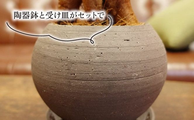 幸せを呼ぶ木『ガジュマル』　エッジボールポット 糸島市 / cocoha / 観葉植物 グリーン 緑 インテリア[AWB038] 観葉植物 緑 グリーン 暮らし インテリア 植物 鉢 おしゃれ 室内 ギフト