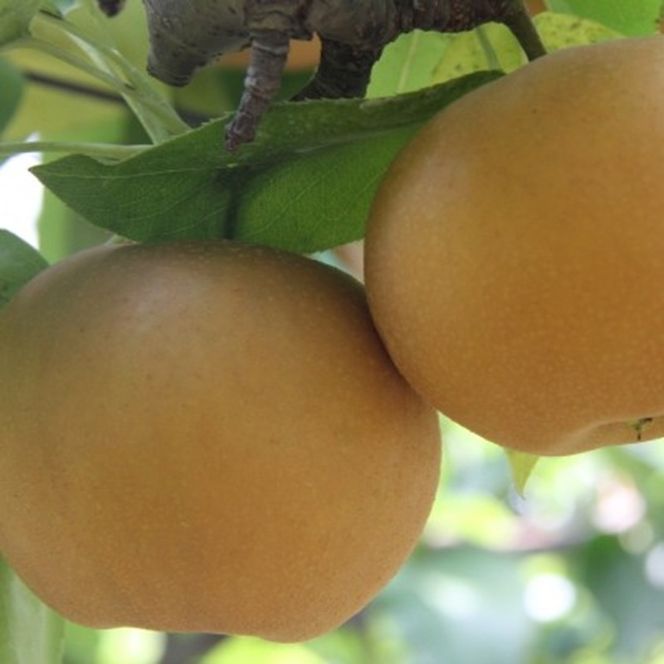 梨 2026年 先行予約 あたご梨 2玉 岡山県 赤磐市産 果物 フルーツ