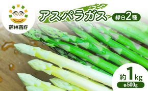 【2026年春発送】数量限定 グリーン アスパラ ホワイト アスパラ 計約1kg アスパラガス 北海道 富良野 新鮮 野菜