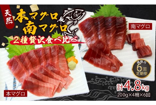 [6回定期便]本マグロ 南マグロ 中トロ 各2柵 偶数月 まぐろ 鮪 鮮魚 刺身 寿司 高級 食べ比べ