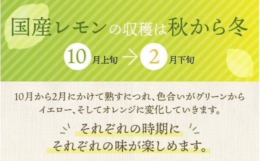 はぎファームのマイヤーレモン 5kg 【2024年10月~2025年3月下旬の期間で順次発送】 / レモン 国産 マイヤー【hgf002A]】