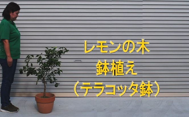 苗木 レモンの木鉢植え テラコッタ鉢 30cm 配送不可 北海道 沖縄 離島 れもん 檸檬 Lemon 観葉植物 ガーデニング 花 実 香り 箱から出してそのまま設置するだけ 
