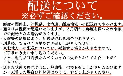【捌き方レシピ・軍手付き】活きイセエビ漁師直送！！１.５kg以上（2～4尾、3～4人前） 伊勢エビ 伊勢海老 えび 産地直送 送料無料 エビフライ 刺身 高知県 室戸市