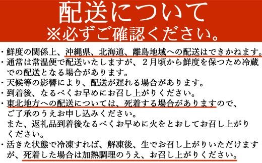 【捌き方レシピ・軍手付き】活きイセエビ漁師直送！！２kg以上（3～5尾、4～5人前）