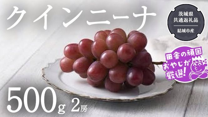 クインニーナ 500g×2房【2026年9月より発送開始】（茨城県共通返礼品 [ぶどう]：結城市産） ぶどう ブドウ 葡萄 果物 フルーツ 茨城県産 [BI425-NT]