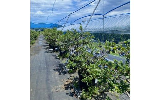 加工用 天橋立産冷凍ブルーベリー2kg