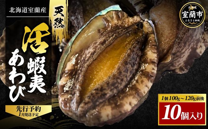 北海道室蘭産 天然活蝦夷あわび 10個入（1個100g～120g前後）（2026年1月中旬頃お届け） MROH007